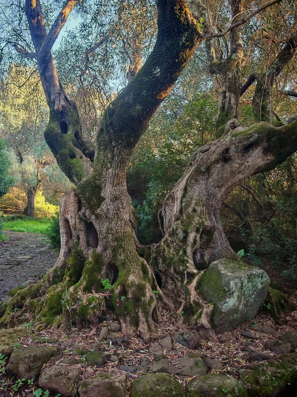 La vegetación del parque